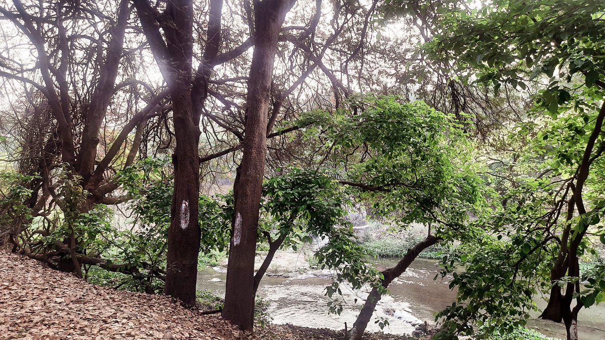 rammuladevrai's tweet photo. 🌳An untouched treasure of biodiversity & cultural heritage, standing tall amidst urban chaos, the only green lungs of Baner, Balewadi, Pimple Nilakh & Aundh #Pune India. #SaveRamMulaDevrai
Give #CommunityReserve status.
https://t.co/7didN3anx7 @MahaForest @NaikSpeaks
@moefcc https://t.co/JYUrv8y7CC