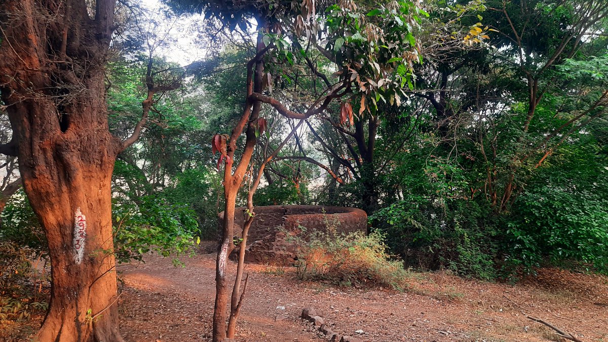 rammuladevrai's tweet photo. 🌳An untouched treasure of biodiversity & cultural heritage, standing tall amidst urban chaos, the only green lungs of Baner, Balewadi, Pimple Nilakh & Aundh #Pune India. #SaveRamMulaDevrai
Give #CommunityReserve status.
https://t.co/7didN3anx7 @MahaForest @NaikSpeaks
@moefcc https://t.co/JYUrv8y7CC