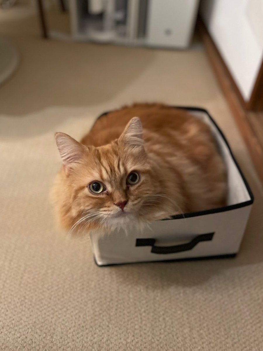 kotora214's tweet photo. こっちゃん珍しく箱に入った！(=^x^=)

#ことら日記 #こつ #猫 #ねこ #マンチカン #猫好きさんと繋がりたい #cat https://t.co/ufzEJ1k1PC