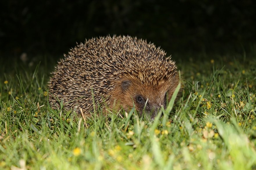 NTU Press Office (@ntunews) on Twitter photo A new <a href="/NottmTrentUni/">Nottingham Trent University</a> study hopes to support hedgehog conservation by harnessing the combined potential of personal trail cameras in people’s gardens.
📸🦔
<a href="/ntu_research/">NTU Research</a> <a href="/NTU_ARES/">Brackenhurst ARES</a> <a href="/PTES/">People's Trust for Endangered Species</a> <a href="/hedgehogsociety/">Hedgehog Society</a>
ntu.ac.uk/about-us/news/… A new <a href="/NottmTrentUni/">Nottingham Trent University</a> study hopes to support hedgehog conservation by harnessing the combined potential of personal trail cameras in people’s gardens.
📸🦔
<a href="/ntu_research/">NTU Research</a> <a href="/NTU_ARES/">Brackenhurst ARES</a> <a href="/PTES/">People's Trust for Endangered Species</a> <a href="/hedgehogsociety/">Hedgehog Society</a>
ntu.ac.uk/about-us/news/…