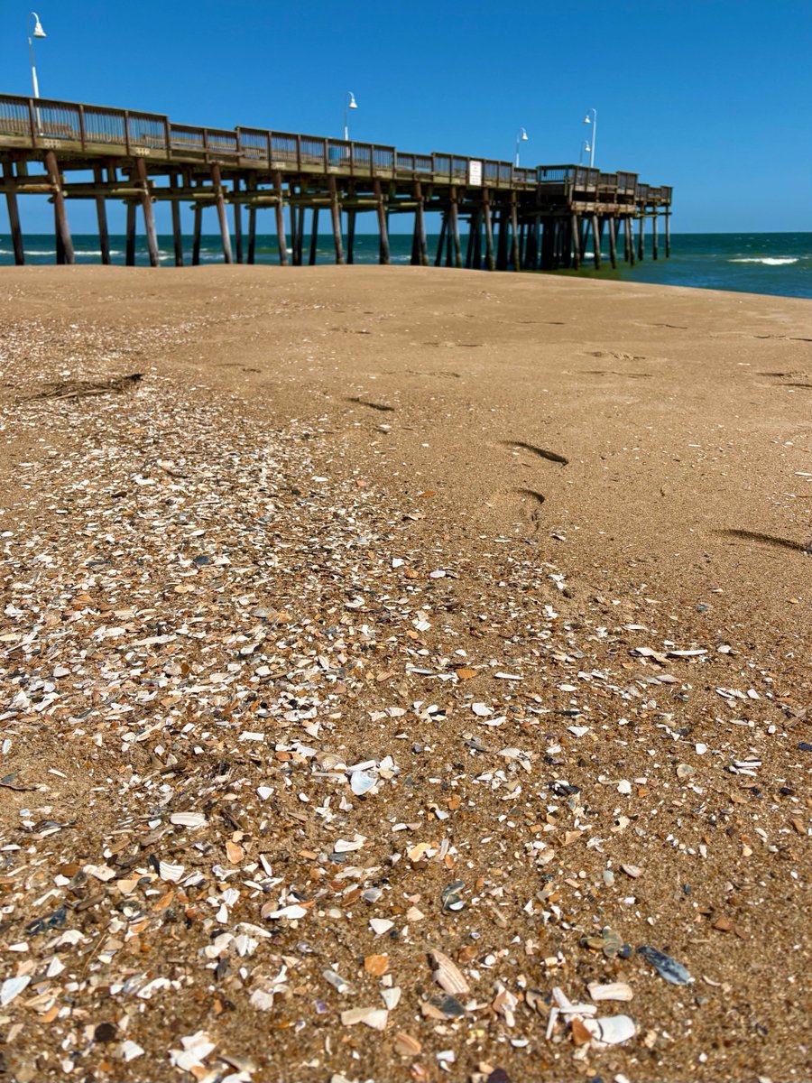 Great stolls and beachcombing this week 🐚 #sandbridge #virginiabeach