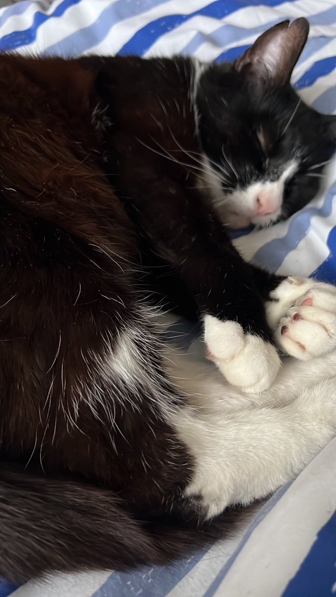 Adrian Martin tweet media