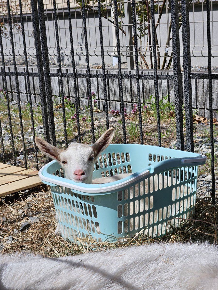 がぶに妹ができたよ🐐
みかです！