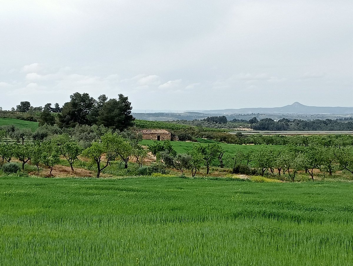 IgnasiReves's tweet photo. Entre #Llardecans, #Torrebesses i #LaGranadella, al costat de la C-12, hi ha aquesta meravella #Sembrat #Olivers #Ametllers #Fruiters #Montmeneu #Primavera https://t.co/sYvj0GQzHN