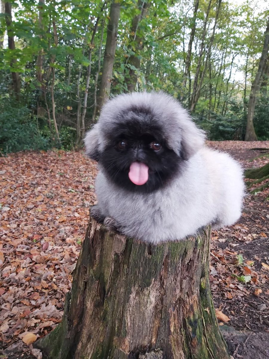 Here is a throwback #FridayFurpy as I'm busy filming some documentaries today while he hangs around the park and gets over-fed by his grandma