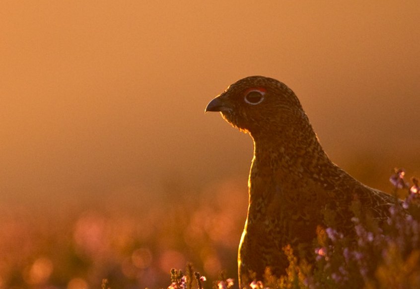 RSPB Action (@rspbaction) on Twitter photo Almost there!
Just 10k more signatures for <a href="/WildJustice_org/">Wild Justice</a>'s petition to reach 100k and trigger a parliamentary debate on driven grouse shooting.
With such a huge impact on land use and wildlife in England - it's time for change.
Add you voice 👇
petition.parliament.uk/petitions/7000… Almost there!
Just 10k more signatures for <a href="/WildJustice_org/">Wild Justice</a>'s petition to reach 100k and trigger a parliamentary debate on driven grouse shooting.
With such a huge impact on land use and wildlife in England - it's time for change.
Add you voice 👇
petition.parliament.uk/petitions/7000…
