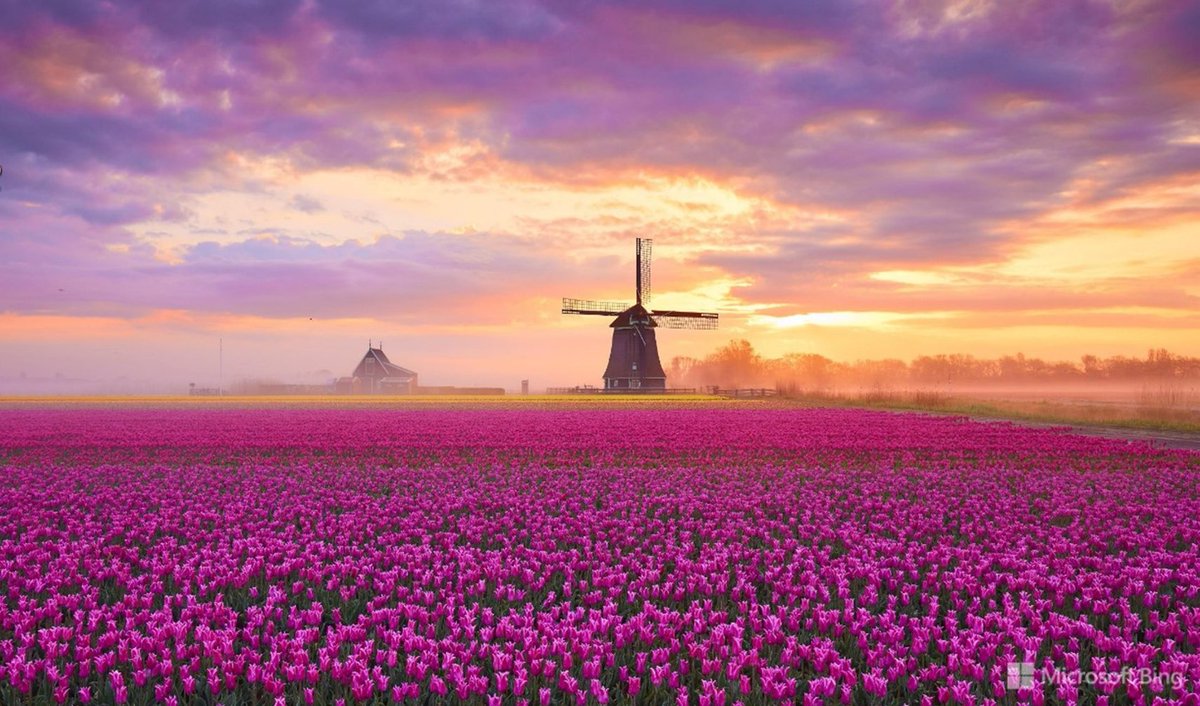 SatwantBee's tweet photo. Here's a gorgeous riot of pinks and purples for your #wellbeing from Microsoft's daily desktop image generator. 💜🩷
 #BeautifulBingPics https://t.co/NzVYj69xuq