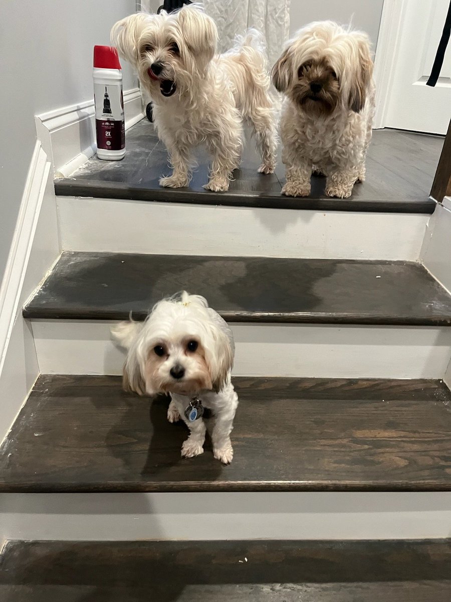 MsDivaMBA's tweet photo. Baby Bella.....and when she visits her parents #gooddaydc #fox5dc #NationalPetDay  @fox5dc https://t.co/xylS5pWzTf