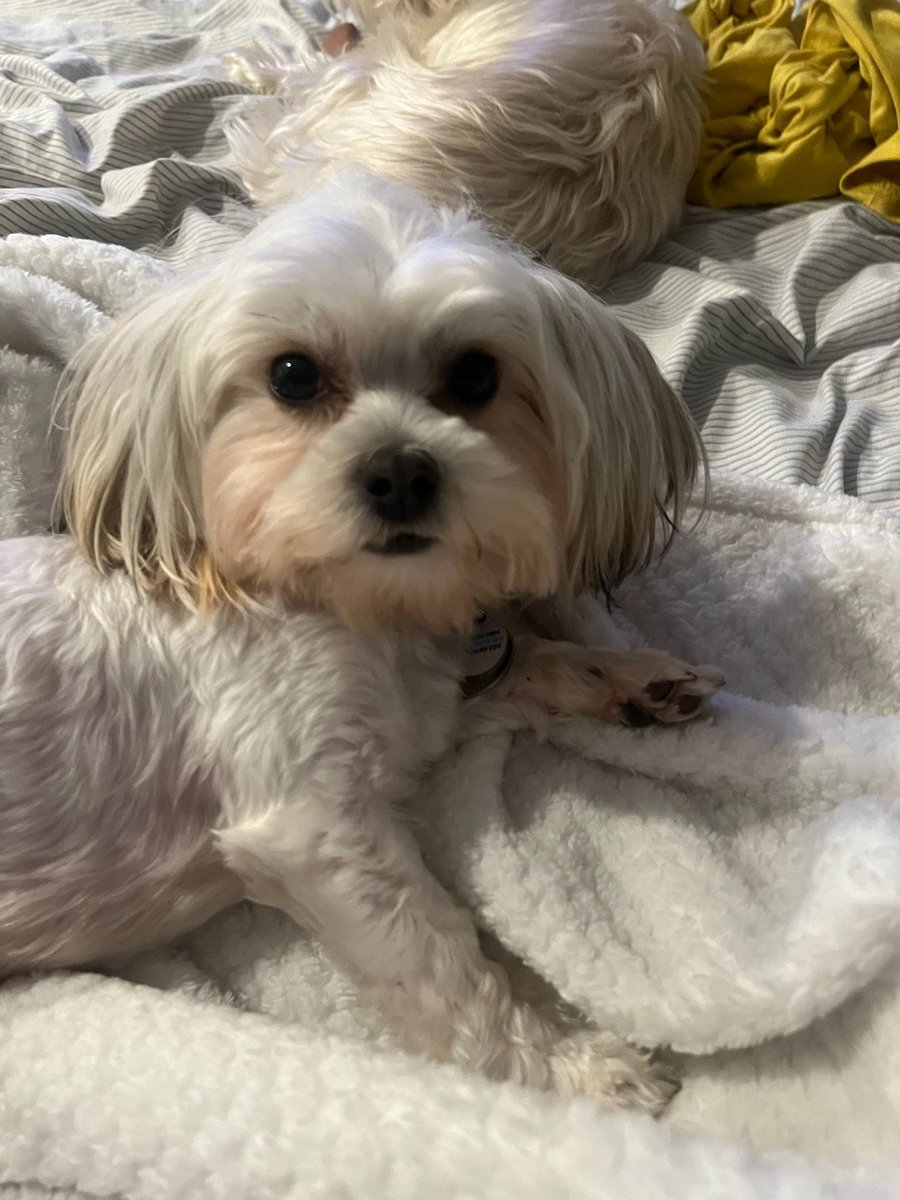 MsDivaMBA's tweet photo. Baby Bella.....and when she visits her parents #gooddaydc #fox5dc #NationalPetDay  @fox5dc https://t.co/xylS5pWzTf