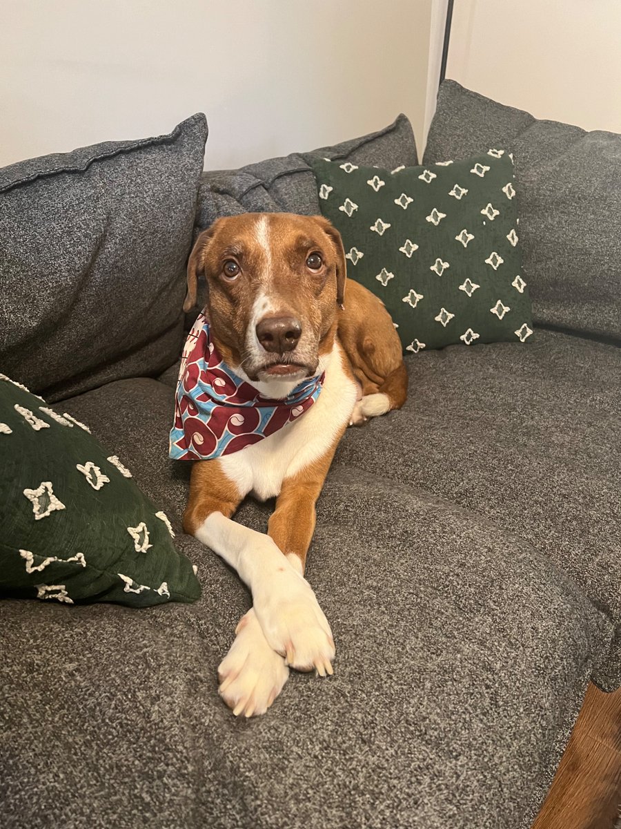 Jess_manager's tweet image. Remington!
@FOX29philly #fox29goodday