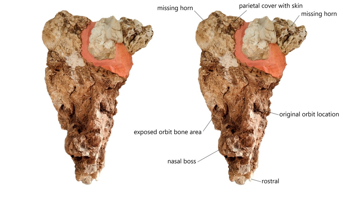 Top view of new centrosaurine ceratopsid GCE1904051929 refers as mummified head of Rectifrondiceratops.
Read more: petrifiedembryology.wordpress.com/petrified-embr…
Download: smashwords.com/books/view/173…