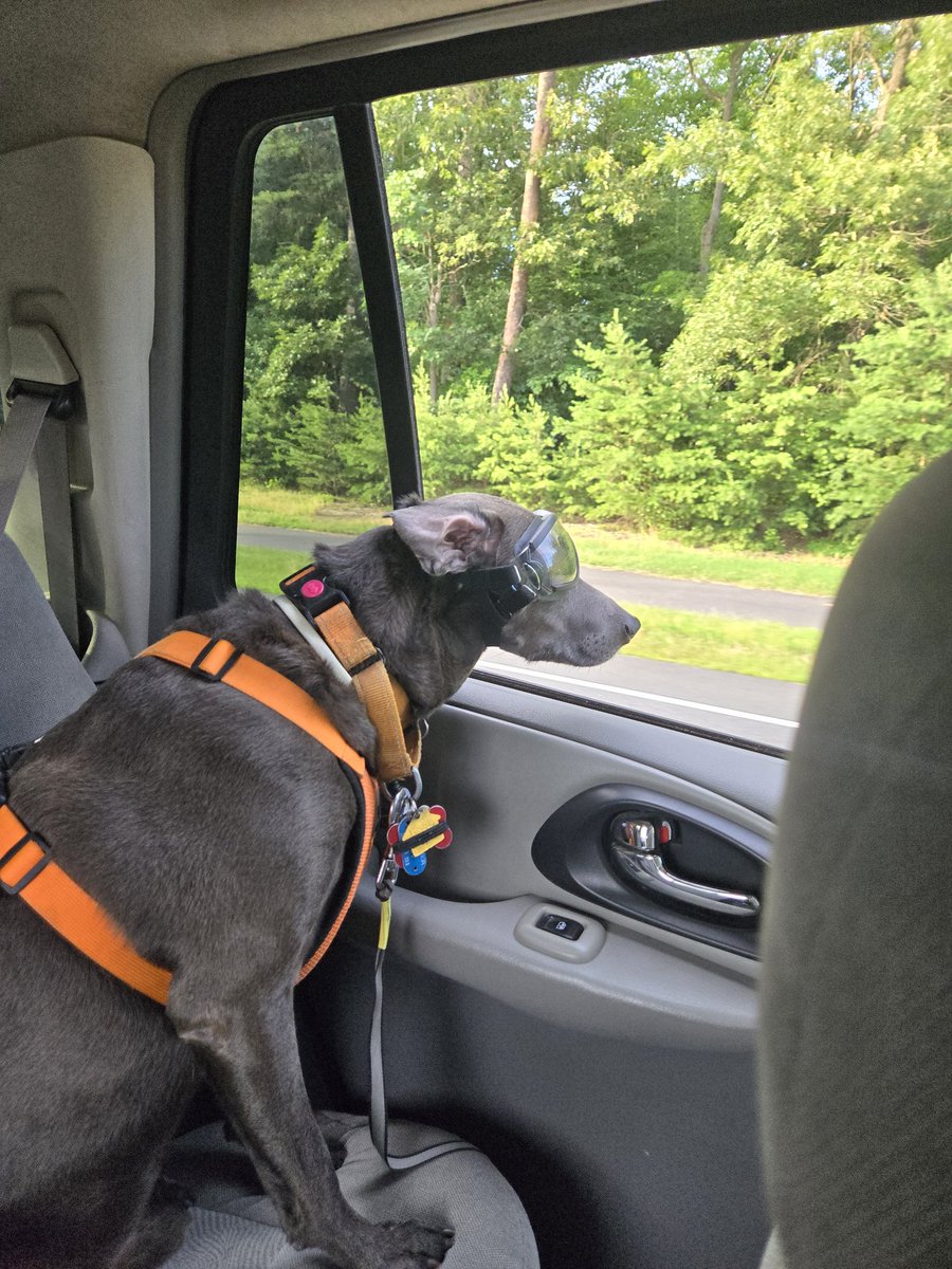 Rico, our rescue from Puerto Rico, loves riding in the car with his goggles while searching for and barking at cows  🐄 ! #NationalPetDay #gooddayDC 🐾