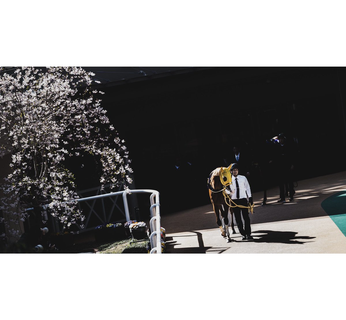 Weboshi_photo's tweet image. #大阪杯
#ボルドグフーシュ