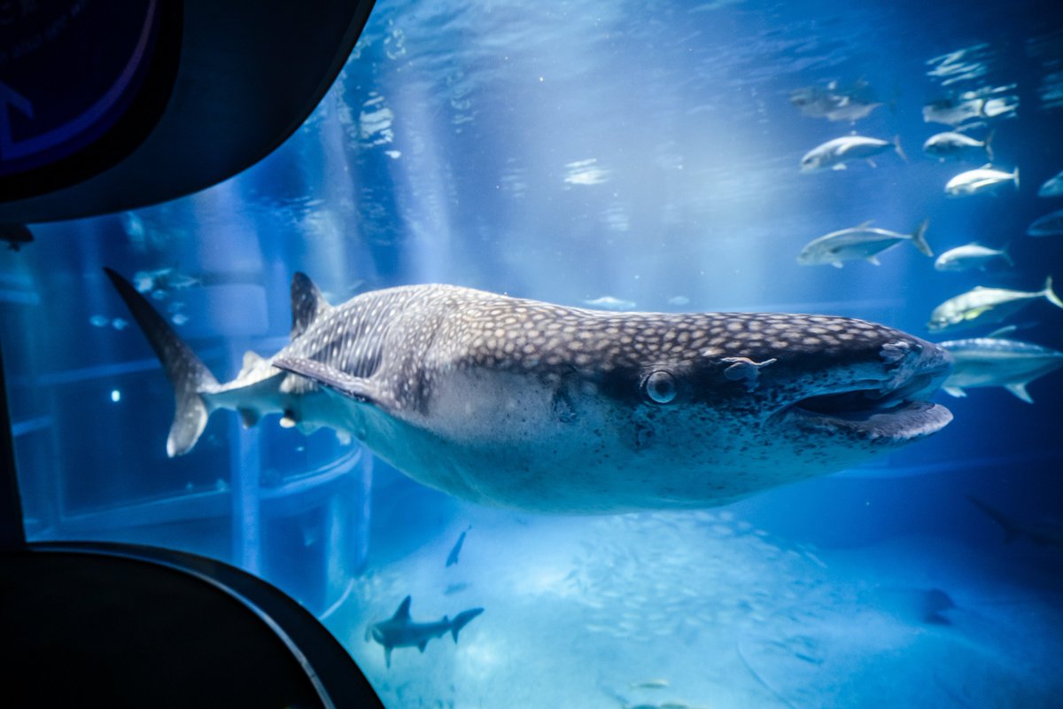 海遊館のジンベエザメ