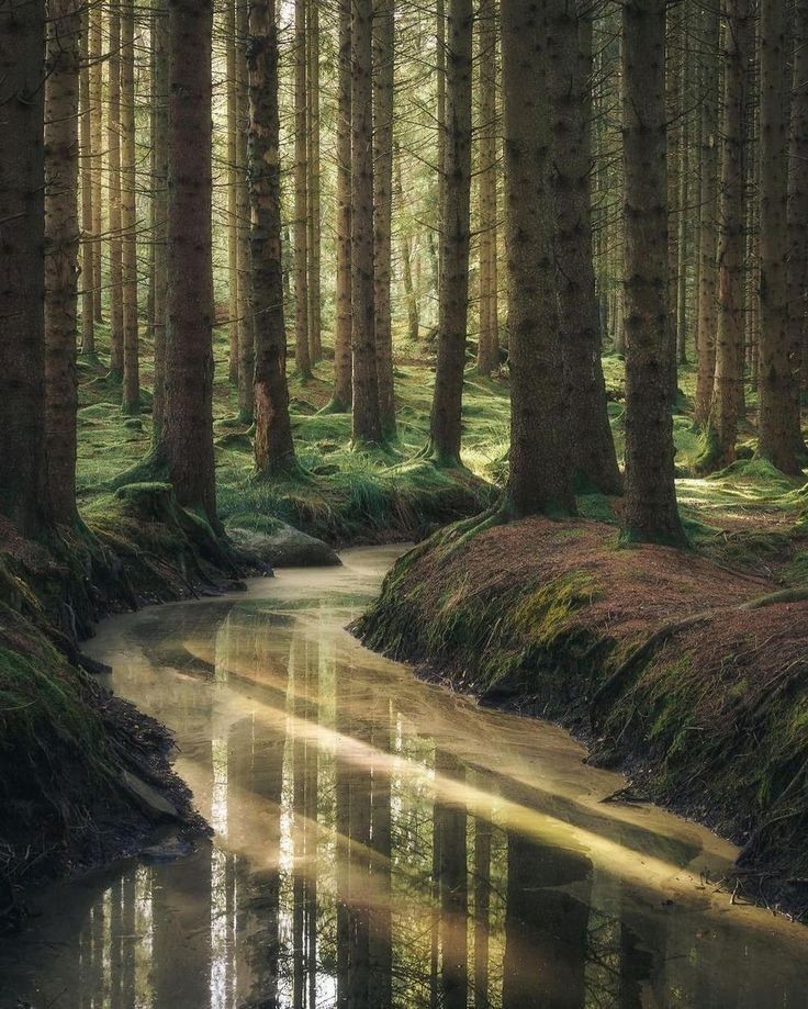 elemmiressoul's tweet photo. mystical forest. https://t.co/U6zfnQICeR