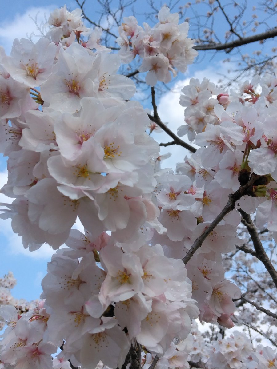 Daiki_Ichijyo's tweet photo. 新しい仕事に就いて、約半月になるる🌸

色々と覚える事があって大変だけど、『新しい事を覚える=楽しい✨』と思える自分がいます👍

最近思うのは、慎重になってしまい（報告など）他の職場の人よりも効率が悪いということ…もっと精進せねば(´･ω･｀)ﾉ
#仕事 #桜 #4月11日 https://t.co/ALgUrsCvZT
