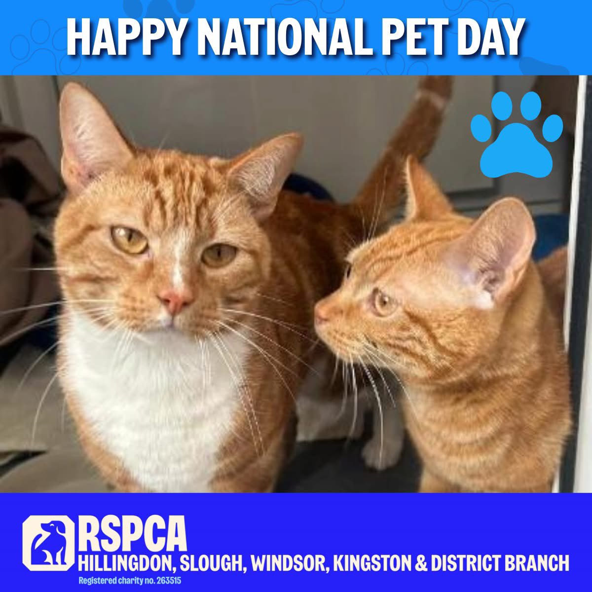 Wishing everyone a Happy #NationalPetDay 2025! Today, we're celebrating our pets &amp; all those still waiting for their forever homes to come. We have a HUGE number of cats, kittens and dogs in our care. Details on how to apply can be found at rspca.org.uk/local/hillingd…