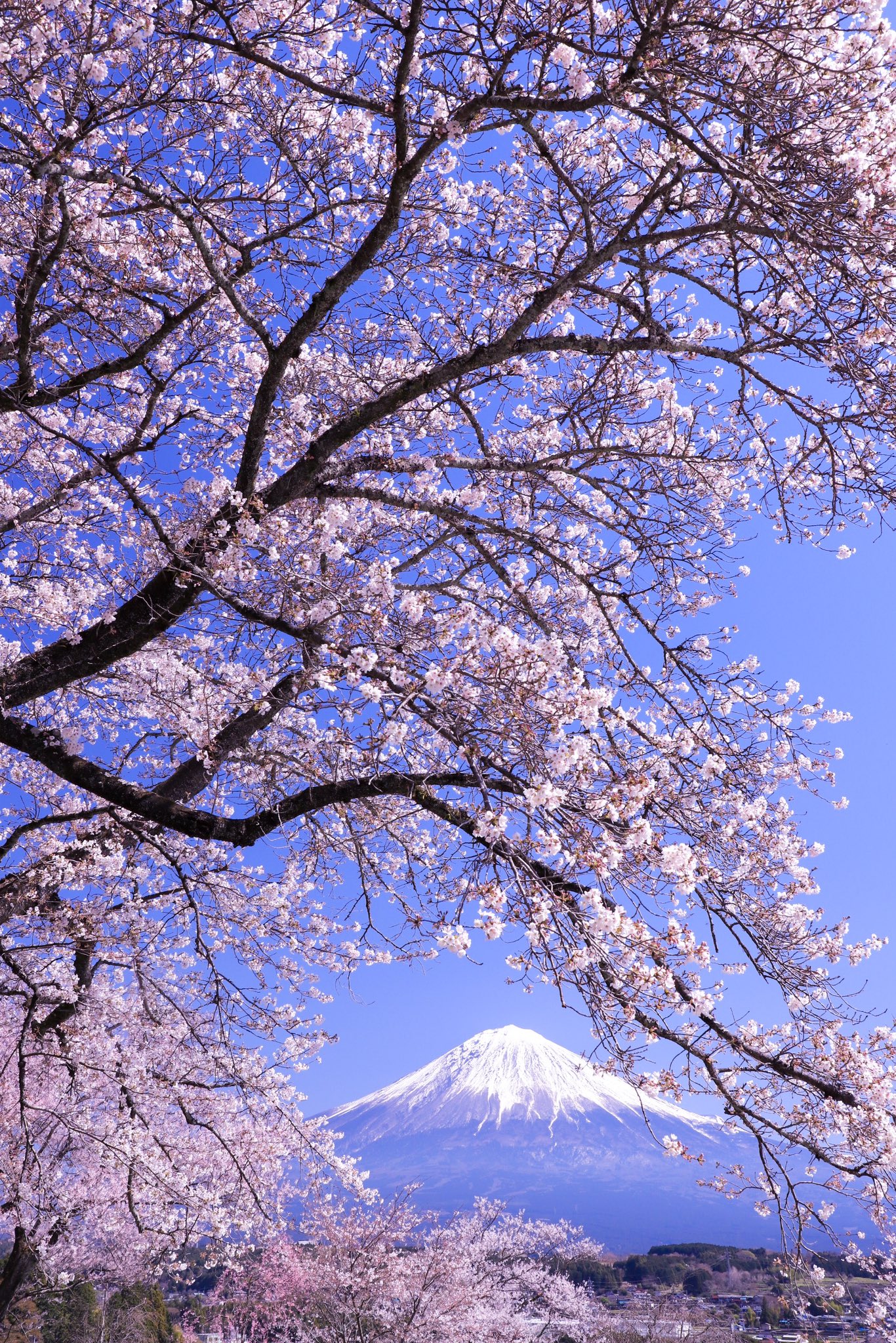 Satoshiの絶景 富士山✨🗻✨✨✨ on X: Satoshiの絶景 富士山✨🗻✨✨✨ on X: