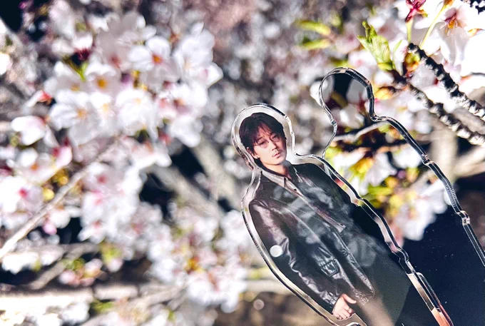 GOさんと夜桜