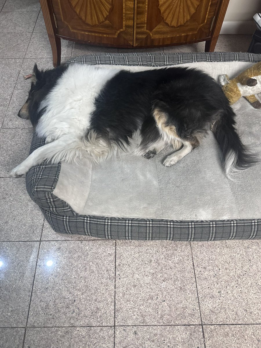 bella_fluff's tweet photo. Happy Friday everyone. https://t.co/dnB4TsYCfl