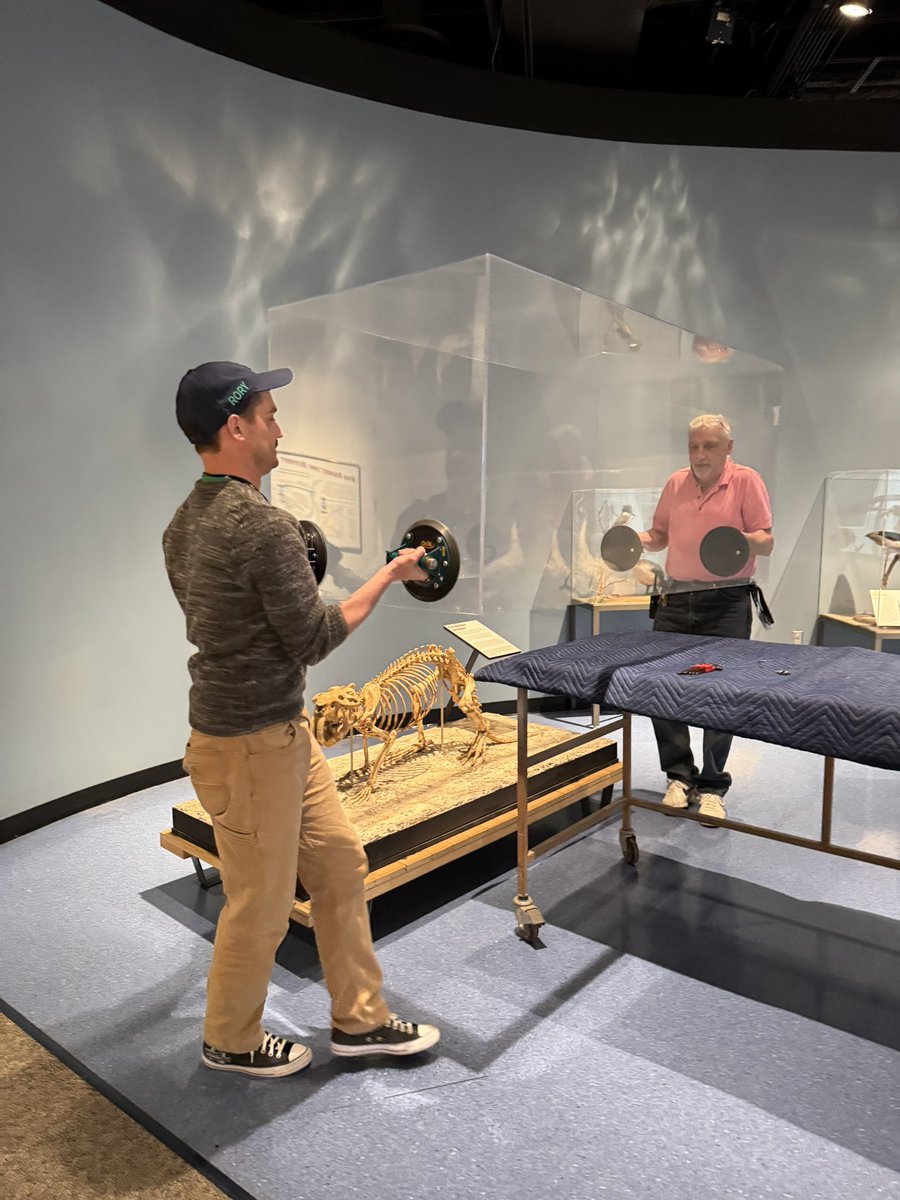 Dr_CrocoGator's tweet photo. Happy #FossilFriday! Some of us stayed past close last night at @sciencemuseummn for a project involving our favorite #Minnesota rodent, the Giant #Beaver. This skeleton of a juvenile was found in St Paul and is getting a 3D file via photogrammetry. Stay tuned for the results! 🦫 https://t.co/bPKVdC0Fpx