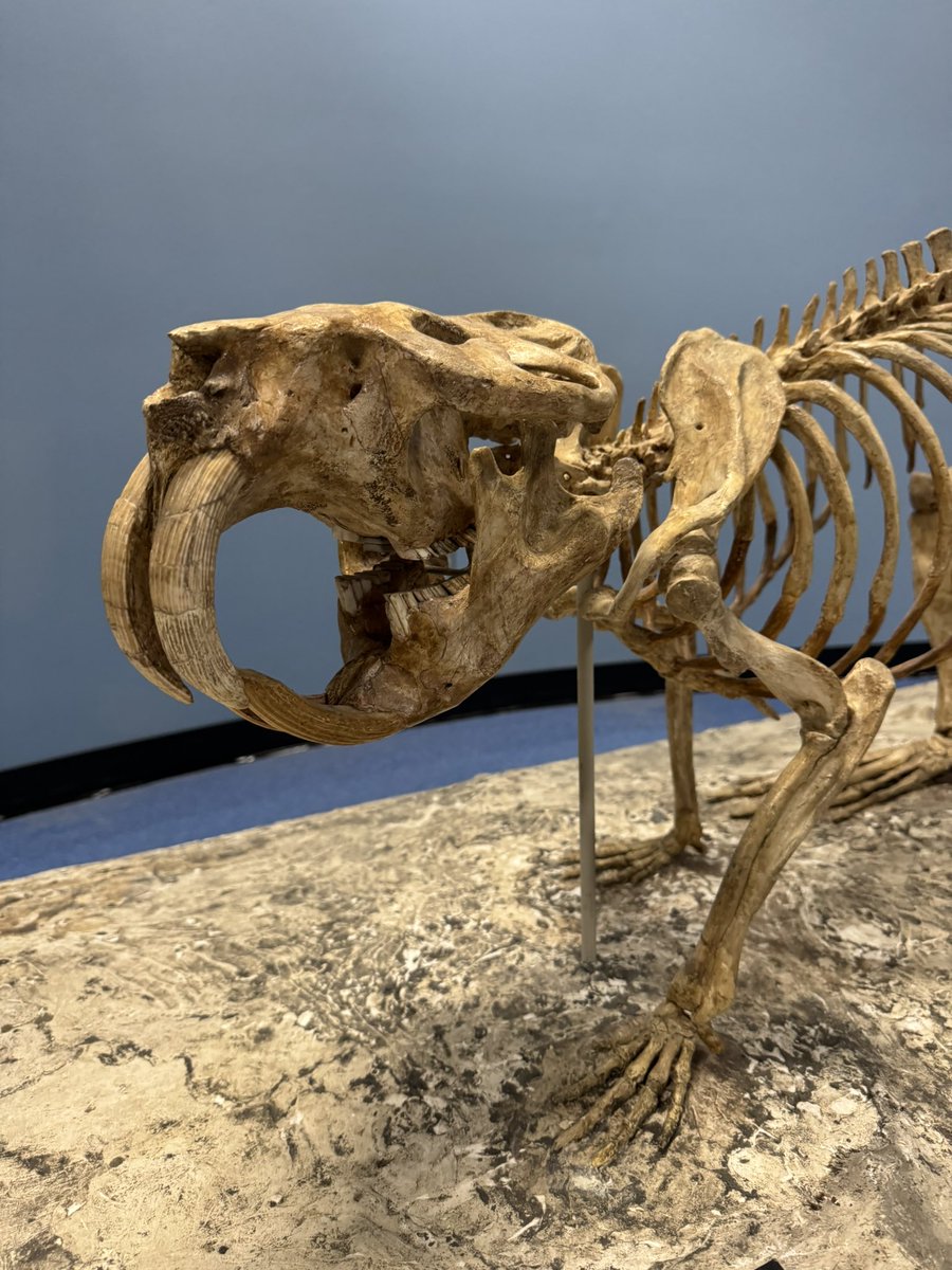 Alex Hastings (@dr_crocogator) on Twitter photo Happy #FossilFriday! Some of us stayed past close last night at <a href="/sciencemuseummn/">Science Museum of Minnesota</a> for a project involving our favorite #Minnesota rodent, the Giant #Beaver. This skeleton of a juvenile was found in St Paul and is getting a 3D file via photogrammetry. Stay tuned for the results! 🦫 Happy #FossilFriday! Some of us stayed past close last night at <a href="/sciencemuseummn/">Science Museum of Minnesota</a> for a project involving our favorite #Minnesota rodent, the Giant #Beaver. This skeleton of a juvenile was found in St Paul and is getting a 3D file via photogrammetry. Stay tuned for the results! 🦫