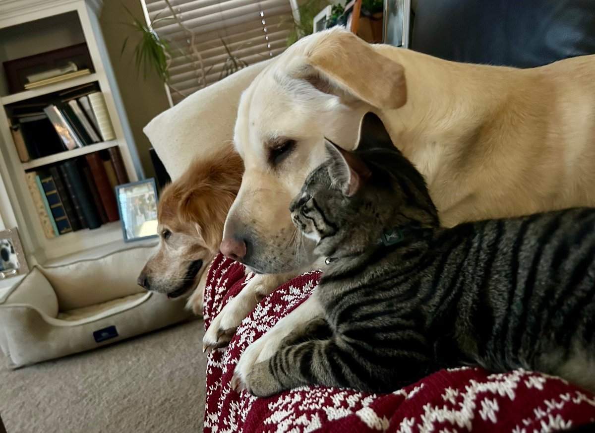 Sunny the golden ☀
Luna the Lab-pei 🌛
Bisous the kitten 😘 (French for kisses)
#NationalPetDay