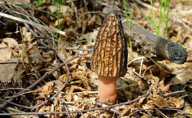 🍄 Ha salido nuestro primer 'Tiempo de Setas' de la primavera 2025, con información sobre los acotados #Micocyl en #CastillayLeón.
¡Prepara tu Semana Santa de cesta y #setas! (...y quizá un 🌂 a mano).
Newsletter 👉🏽bit.ly/42rSV0e
Suscríbete 👉🏽 ow.ly/ZP9G50PY54N