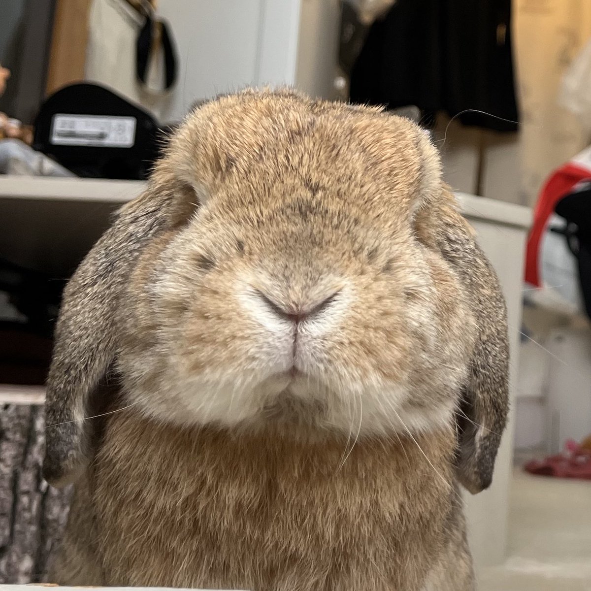 oinari0122's tweet photo. もうかわいいぃいいいいい！！！！
落ちそうなほっぺた。
綺麗なY。
あんまり見えてない目。
フォルム。

全てが愛おしい… https://t.co/RkGPnEn3k2
