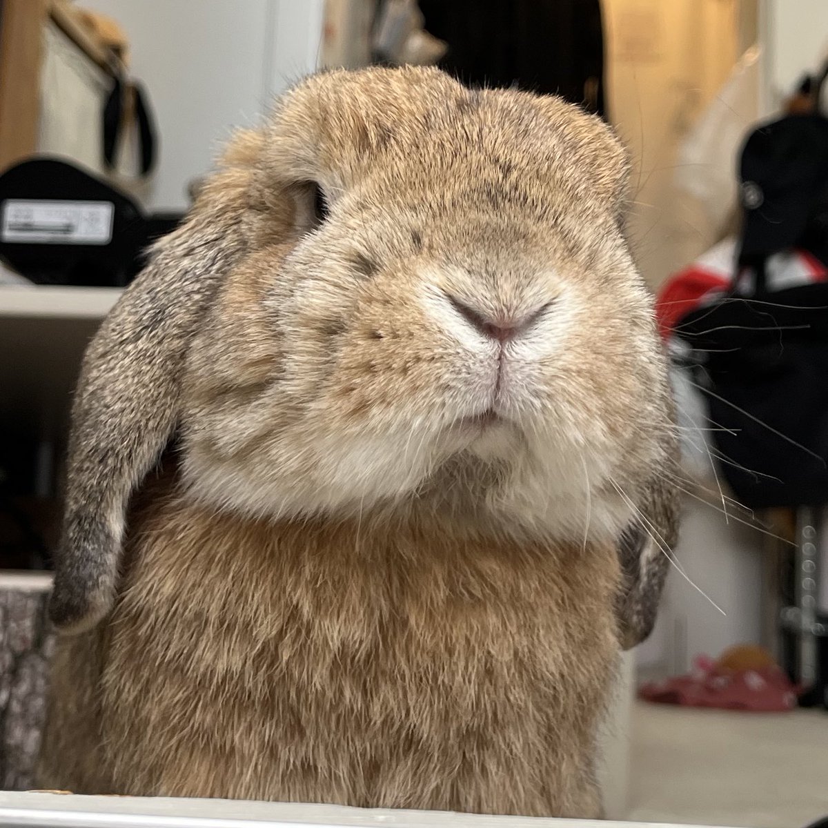 oinari0122's tweet photo. もうかわいいぃいいいいい！！！！
落ちそうなほっぺた。
綺麗なY。
あんまり見えてない目。
フォルム。

全てが愛おしい… https://t.co/RkGPnEn3k2