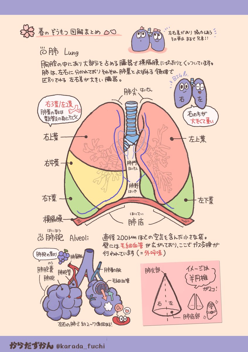 肺 Lungs】 肺くんと学ぶ肺のつくり🫁 🌸春のぞうもつ図解まとめ🌸