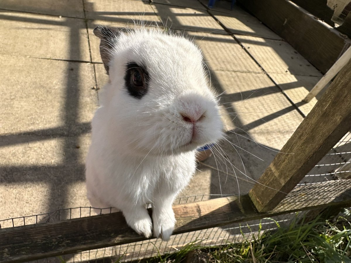 The Rabbit Residence tweet media