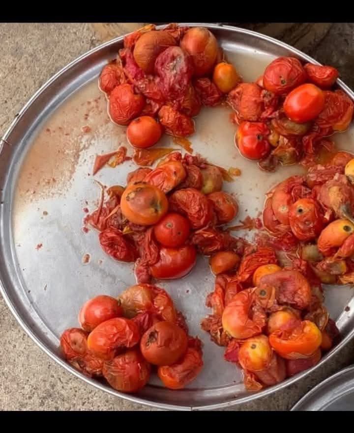 Gistloversblog1's tweet image. In Nigeria, people buy sp0ilt tomatoes for cooking.