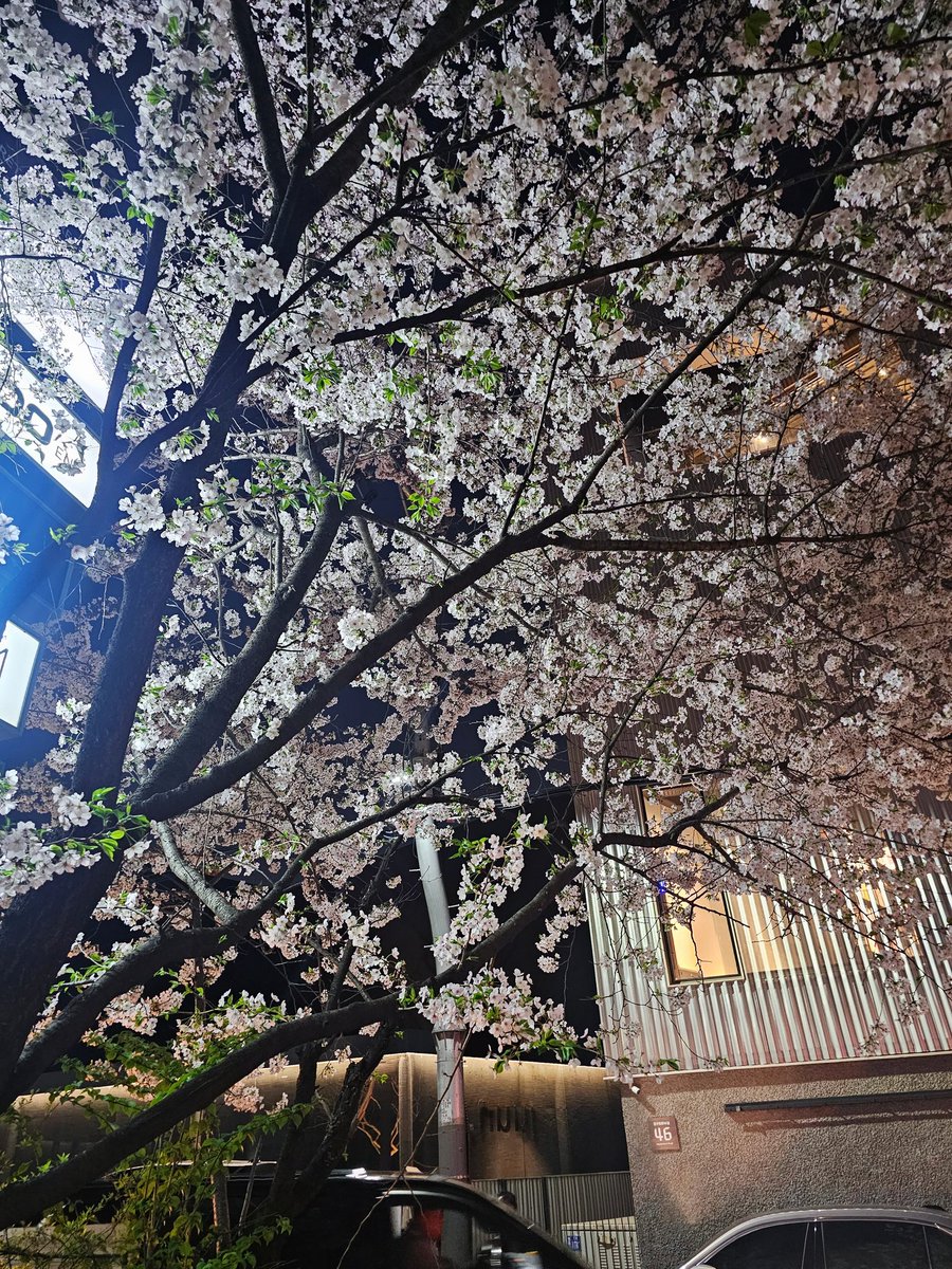 wtseeu's tweet photo. 벚꽃비🌸
#잘먹고WOO라차차 https://t.co/bhn2lqM12o