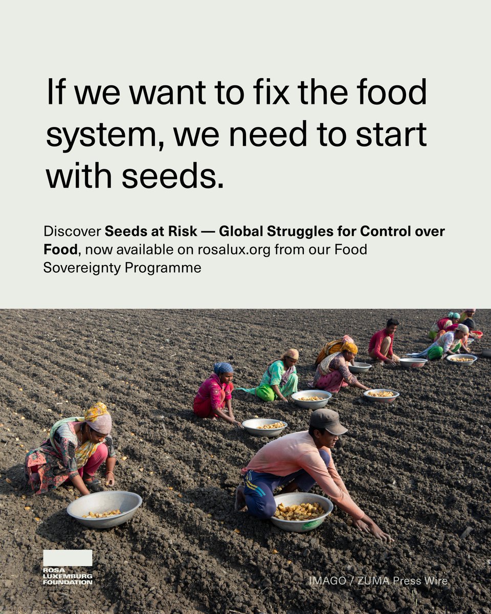 Rosa Luxemburg Foundation (@rosaluxglobal) on Twitter photo 🌱🌾 On the Int’l Day of Peasant Struggles, we’re launching Seeds at Risk — a new publication on threats to farmers’ seeds and why seed diversity is key to resilient food systems. Out now via our Food Sovereignty Programme (<a href="/RosaLux_SA/">Rosa Luxemburg Stiftung Southern Africa</a>): rosalux.de/en/publication… 🌱🌾 On the Int’l Day of Peasant Struggles, we’re launching Seeds at Risk — a new publication on threats to farmers’ seeds and why seed diversity is key to resilient food systems. Out now via our Food Sovereignty Programme (<a href="/RosaLux_SA/">Rosa Luxemburg Stiftung Southern Africa</a>): rosalux.de/en/publication…