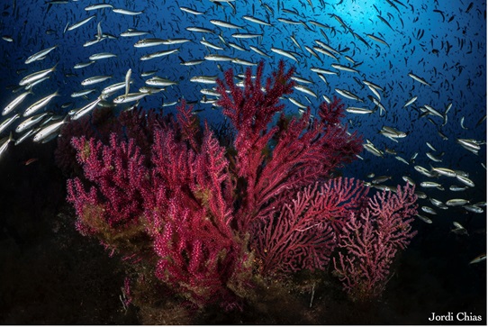 Workshop Online sobre la Conservación del Coralígeno (Proyecto CORFUN UB-ICM) Detalles del taller:
📅 24 de abril de 2025
🕒 10:00 (CET)
📍 Acceso en línea como observador docs.google.com/forms/d/11XnT0…
<a href="/Med_Recover/">MedRecover</a>   <a href="/ICMCSIC/">ICM-CSIC</a>