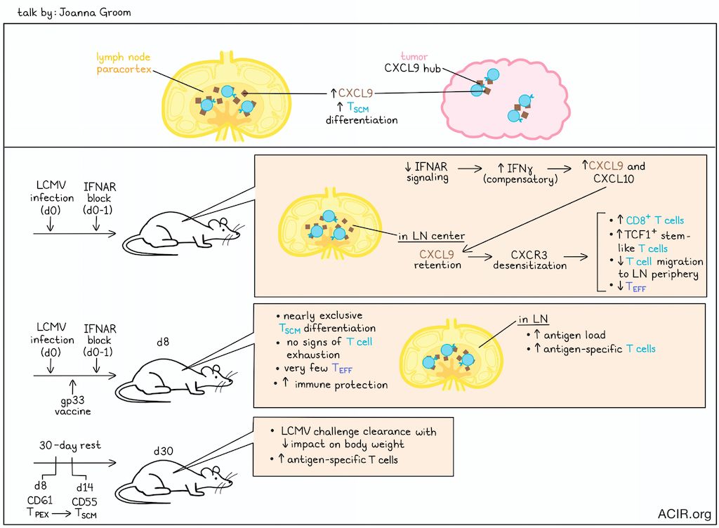 ACIR (@acir_org) on Twitter photo Stem-like T cell populations have significant therapeutic potential and are crucial for vaccine efficacy. Joanna Groom explored ways to optimize the formation of stem-like memory T cells (TSCM).bit.ly/43MKnUb <a href="/WEHI_research/">WEHI (Walter and Eliza Hall Institute)</a> #KSCancerImmune25 Stem-like T cell populations have significant therapeutic potential and are crucial for vaccine efficacy. Joanna Groom explored ways to optimize the formation of stem-like memory T cells (TSCM).bit.ly/43MKnUb <a href="/WEHI_research/">WEHI (Walter and Eliza Hall Institute)</a> #KSCancerImmune25