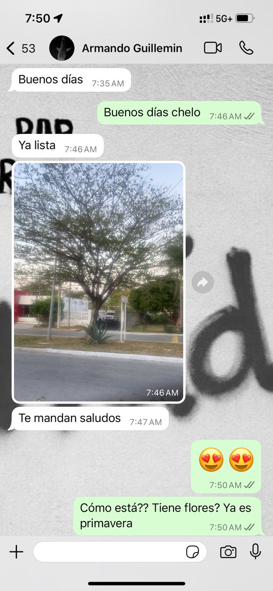 aleguillemin's tweet photo. Me mandan saludos🥹 🌳❤️ https://t.co/IOWqfZ6ZvA