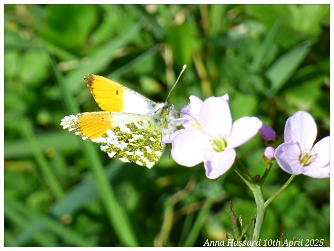 AnnaInFermanagh's tweet image. 