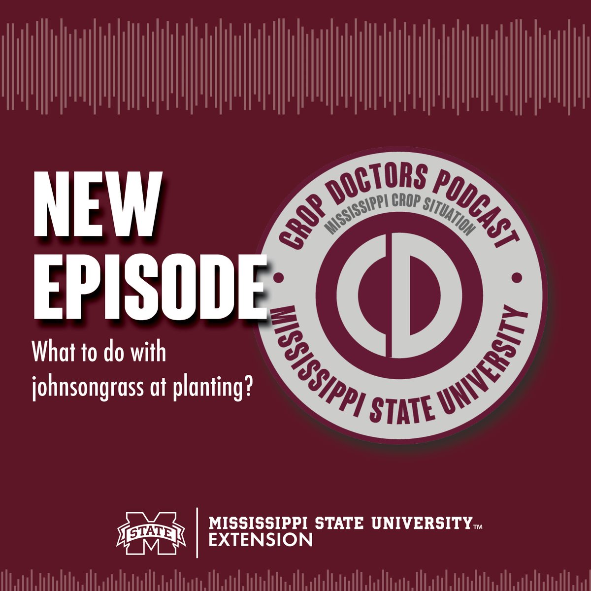 Johnsongrass has routinely been one of Mississippi's worst weeds over the last few years. Daniel Stephenson from the LSU AgCenter describes the best course of action for infestations at the time of planting.
Listen on our website at extension.msstate.edu/shows/mississi…
#mscrops #MSUext