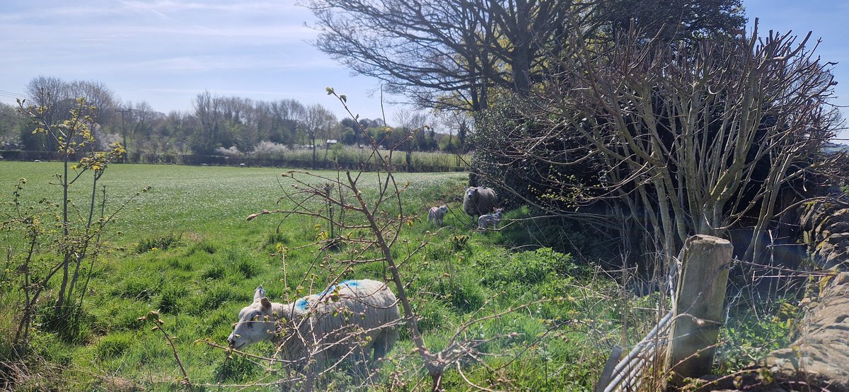 Ian Burgoyne tweet media