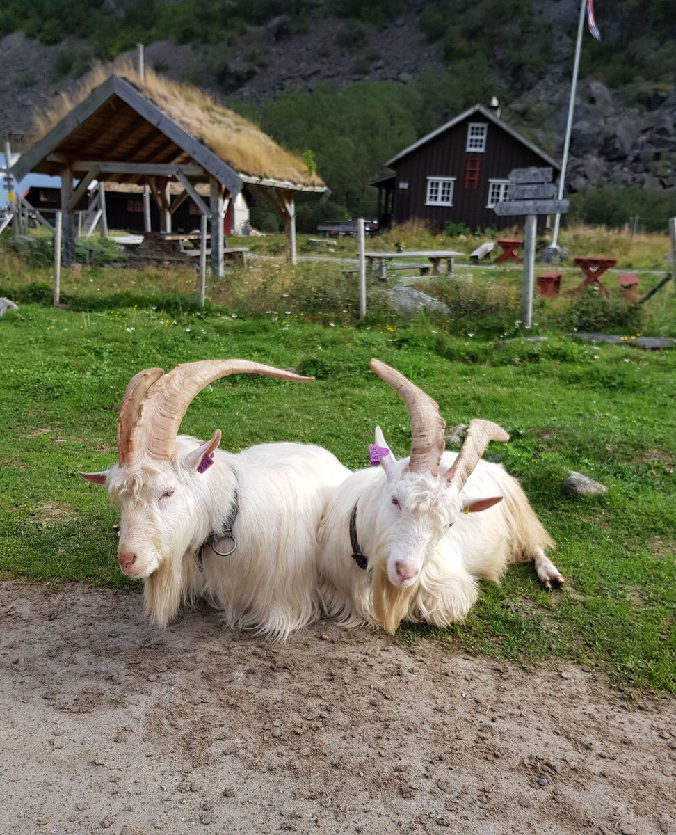 Fjordsafari's tweet photo. ☀️ Wondering what to do this summer? We’ve got you covered! ⁠ 🌊🏔️

Check out our Top 10 Summer Guide on our News Page to make sure you don’t miss out on the best experiences our fjord villages have to offer; https://t.co/sE6yjgVzva https://t.co/EGHmDA1mjy