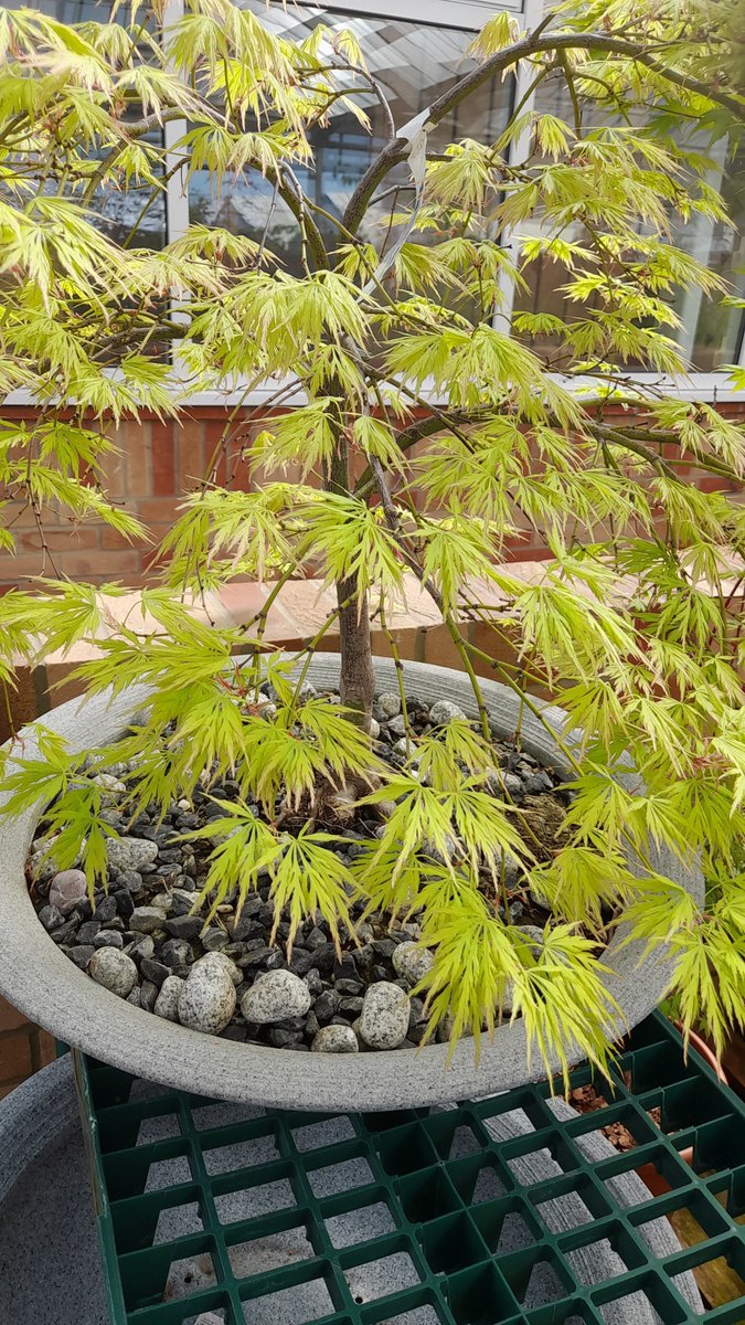 Awesome Acers - fantastic range of Japanese Acers bursting into leaf. Great as a feature plant in a pot. Great structure as well as leaf colour.