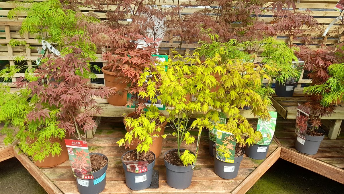 HenryStreetGC's tweet photo. Awesome Acers - fantastic range of Japanese Acers bursting into leaf. Great as a feature plant in a pot. Great structure as well as leaf colour. https://t.co/bCs1bXxAzP