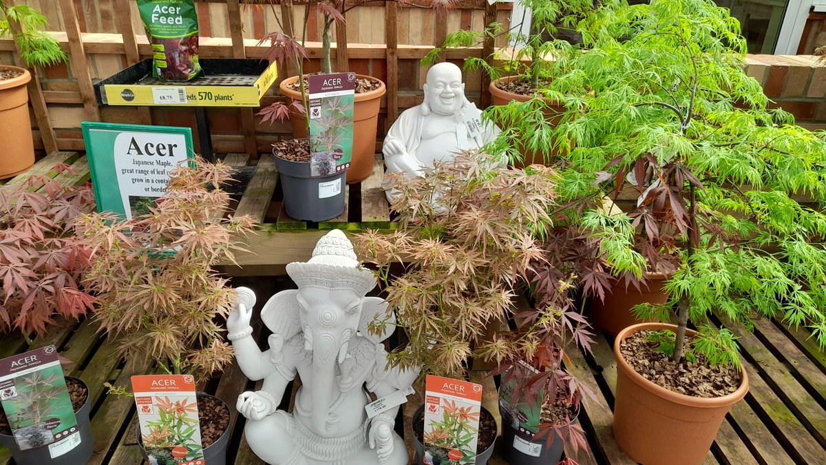 HenryStreetGC's tweet photo. Awesome Acers - fantastic range of Japanese Acers bursting into leaf. Great as a feature plant in a pot. Great structure as well as leaf colour. https://t.co/bCs1bXxAzP
