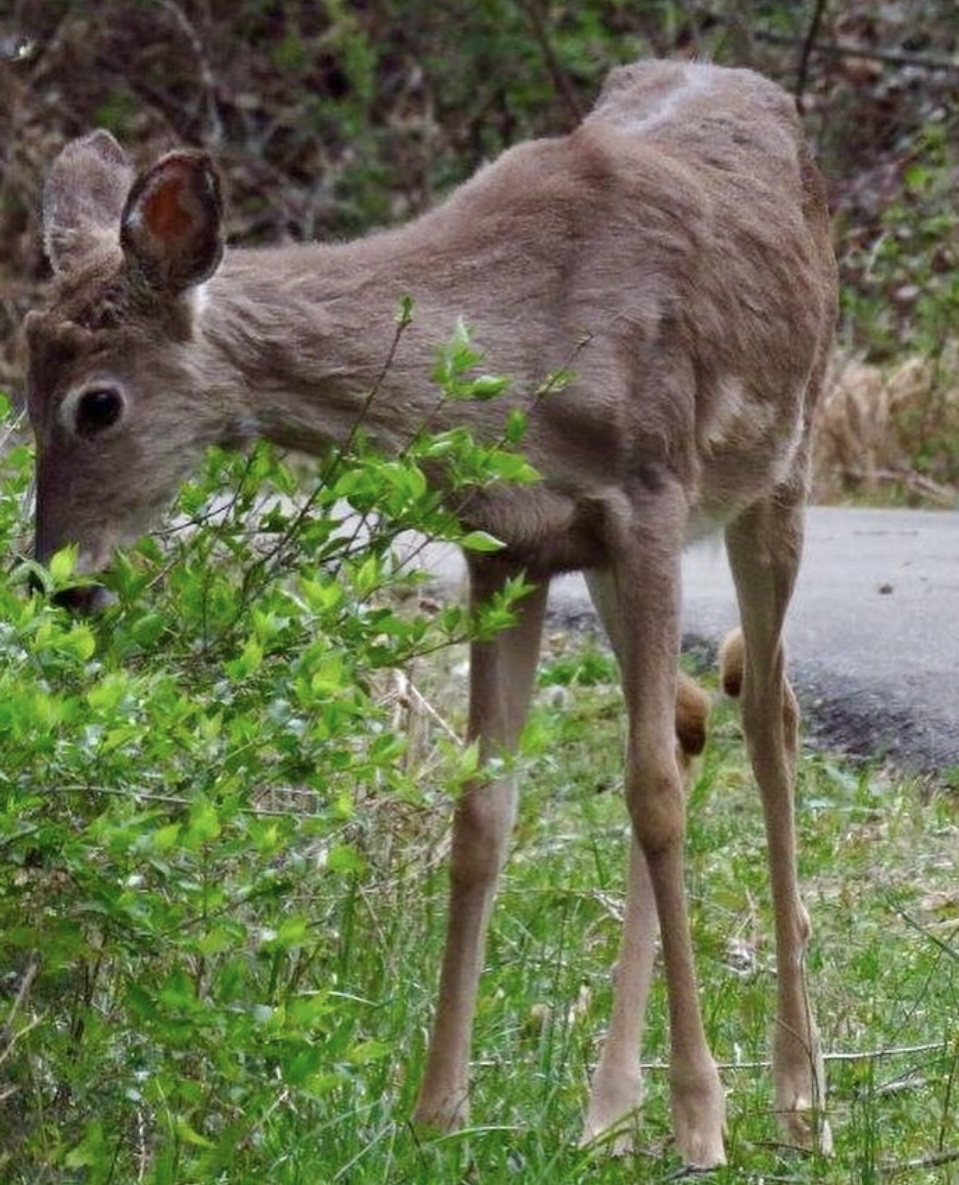 The Parklands tweet media