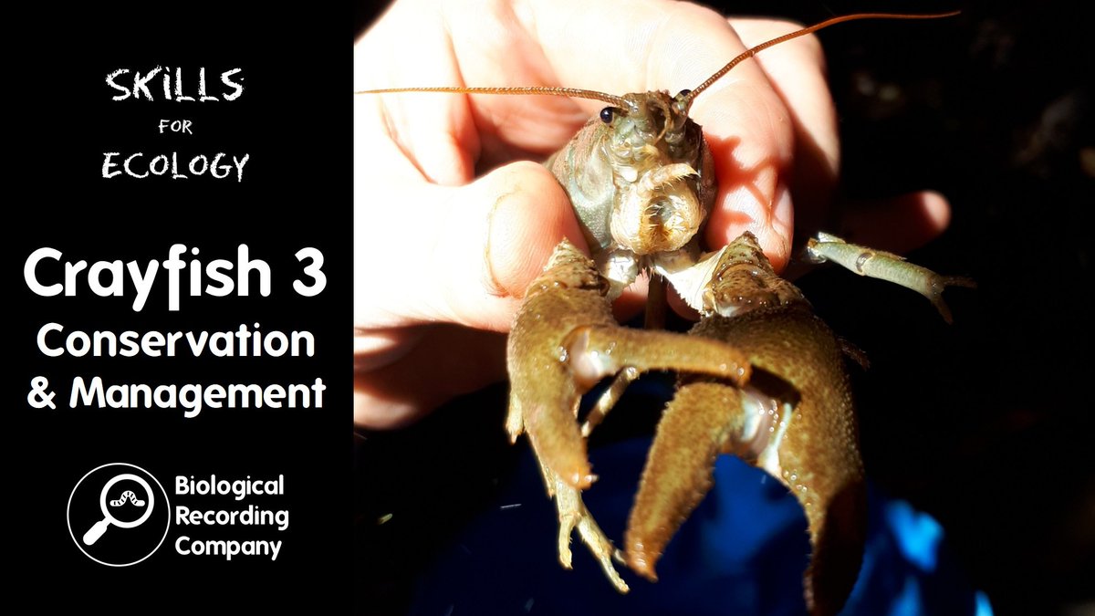 Keiron Derek Brown (@keirondbrown) on Twitter photo Learn about native crayfish conservation methods and invasive crayfish control with Dr Nicky Green <a href="/Nickygreendizzy/">Nicky Green</a>.
📅 11 November 2025
🔖 Sign up: eventbrite.co.uk/e/1208652485119
#freshwaterbiologist #EcologyTraining #invasivespecies #ecology #biodiversity Learn about native crayfish conservation methods and invasive crayfish control with Dr Nicky Green <a href="/Nickygreendizzy/">Nicky Green</a>.
📅 11 November 2025
🔖 Sign up: eventbrite.co.uk/e/1208652485119
#freshwaterbiologist #EcologyTraining #invasivespecies #ecology #biodiversity