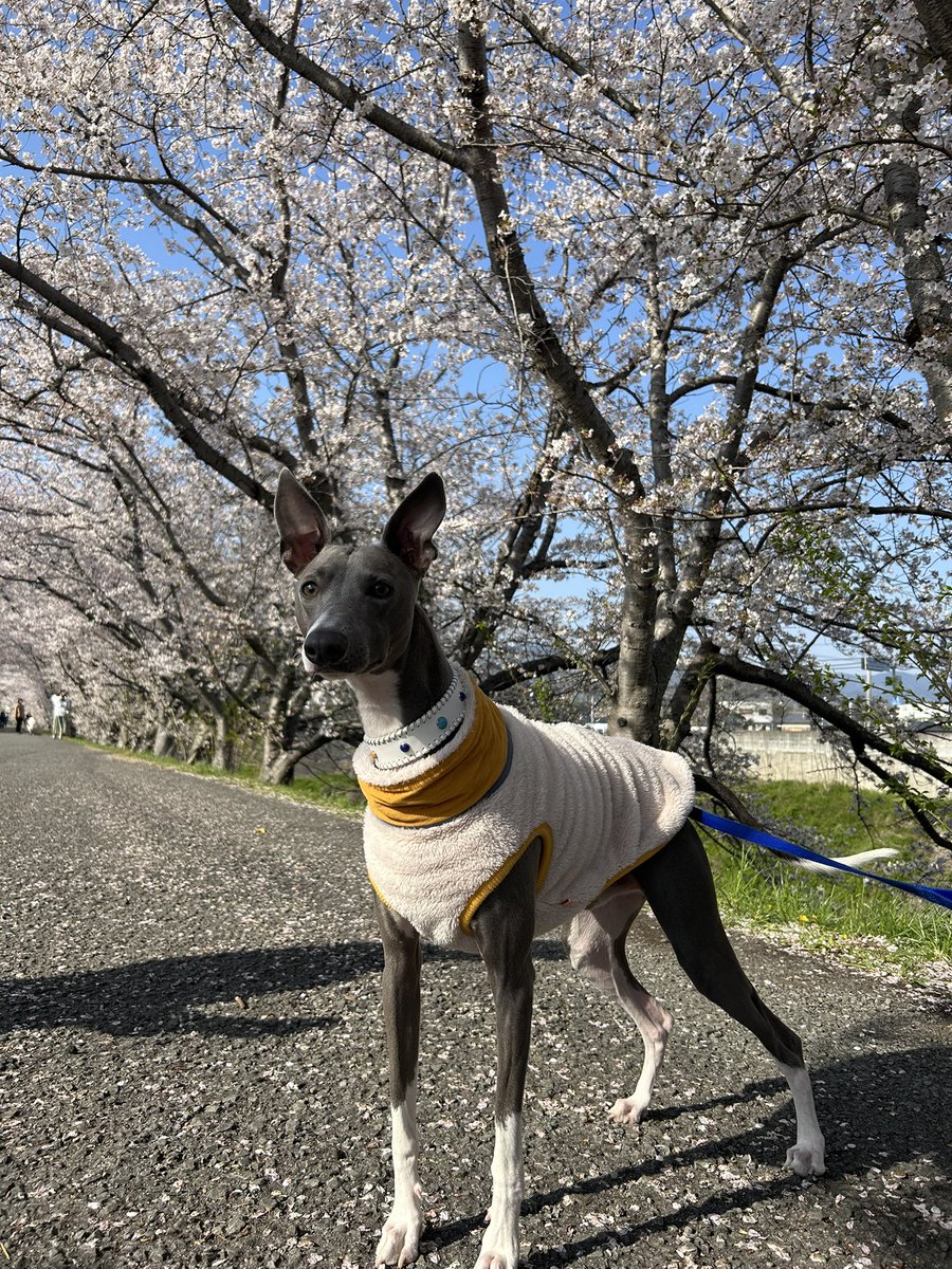 __20hy_'s tweet photo. 今年は散る前に桜見れた🌸
2枚目わんちゃん見つけて戦闘体制ムサシ https://t.co/UE3PF56Dfb