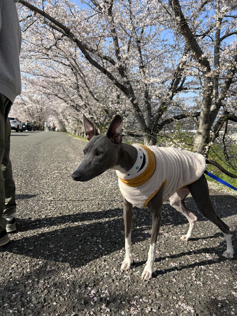 __20hy_'s tweet photo. 今年は散る前に桜見れた🌸
2枚目わんちゃん見つけて戦闘体制ムサシ https://t.co/UE3PF56Dfb