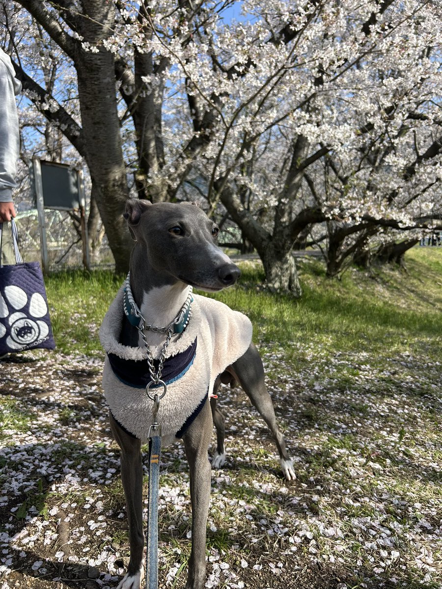 __20hy_'s tweet photo. 今年は散る前に桜見れた🌸
2枚目わんちゃん見つけて戦闘体制ムサシ https://t.co/UE3PF56Dfb